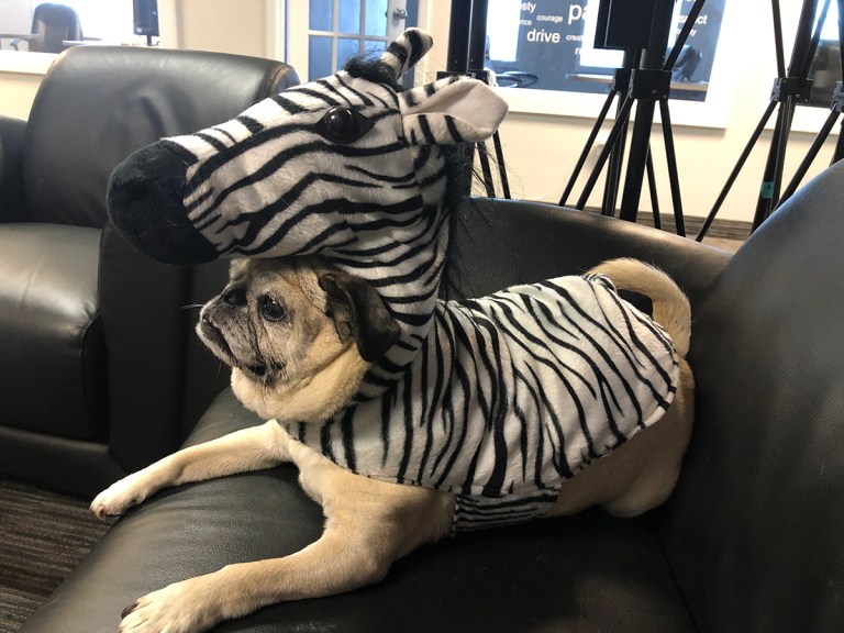 Jill the pug dressed up as a Zebra for Halloween at the LifeRaft office.