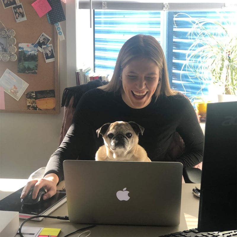 Jill the pug sitting on the lap of a LifeRaft employee