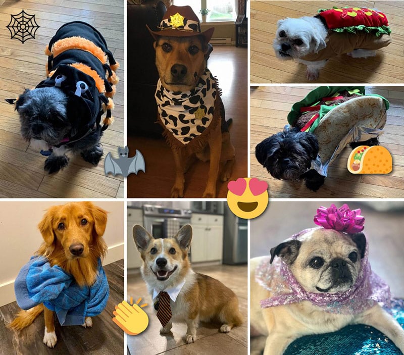 A collage of some of the Office Dogs of LifeRaft in their Halloween costumes