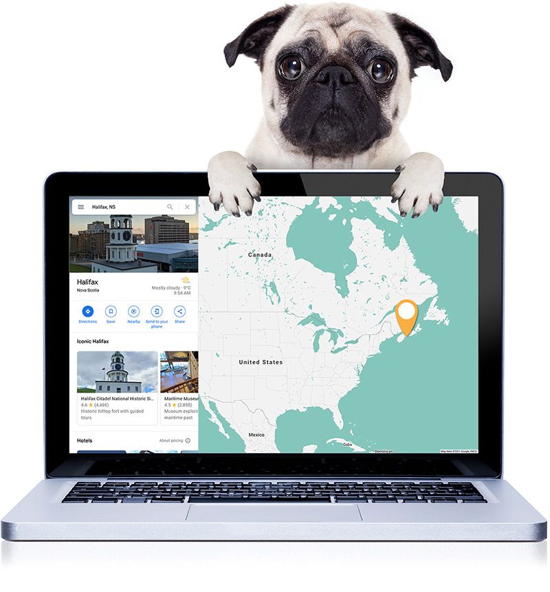 Laptop displaying Halifax, Nova Scotia on a map with a pug behind it